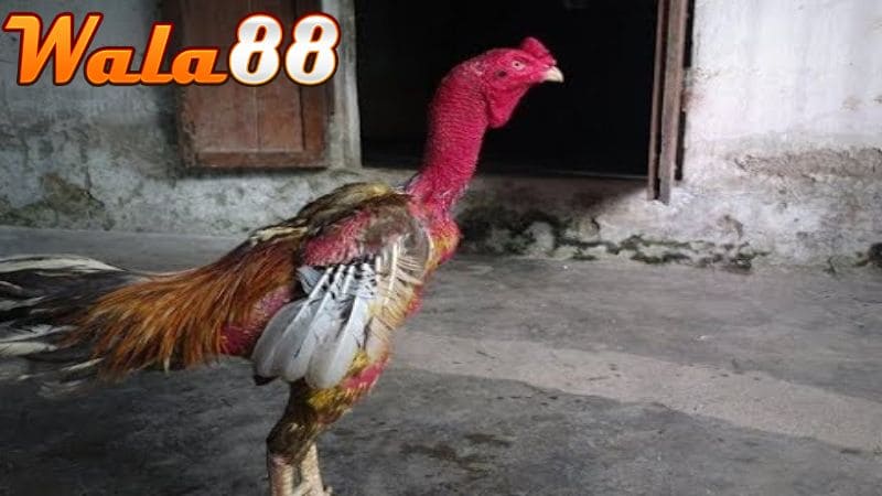 Kết thúc sự nghiệp vào năm 2010 và mất đi năm 2015