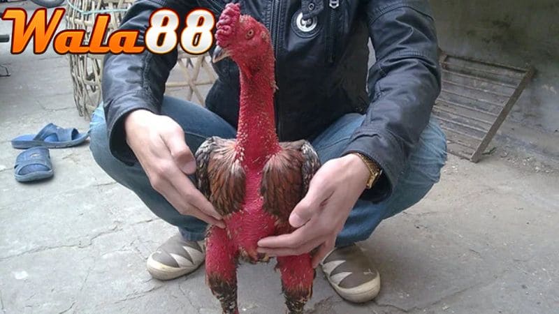 Khi vào tay anh Bình Vổ vào năm 2007 thì thành thần kê huyền thoại