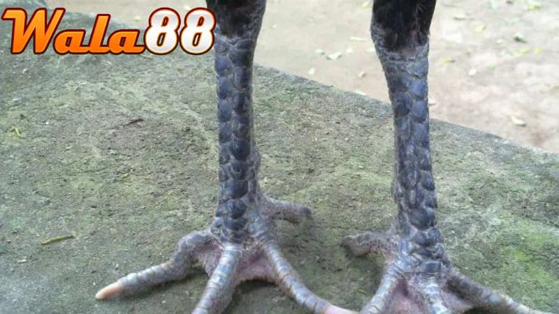 Móng thới của gà Hắc Hổ Thới có một màu đen tuyền