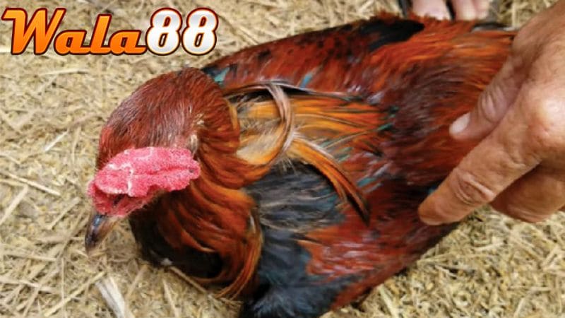 Một số bệnh lý khiến xương khớp của gà trở nên yếu