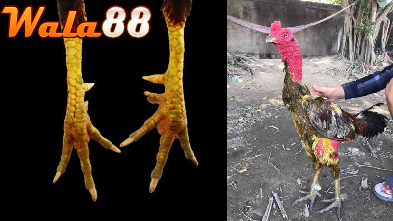 Nên kết hợp giữa xem tướng và vảy để chọn ra thần kê