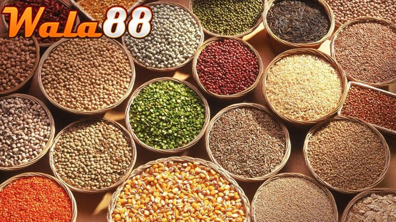 Ngũ cốc gà đá là dùng các loại hạt để trộn làm thức ăn