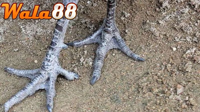 Nhiều loại Gà Bạch Đầu Chỉ hiện nay mang đặc điểm riêng biệt