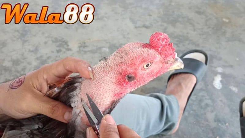 Những lưu ý cần thiết khi thực hiện cắt tỉa lông