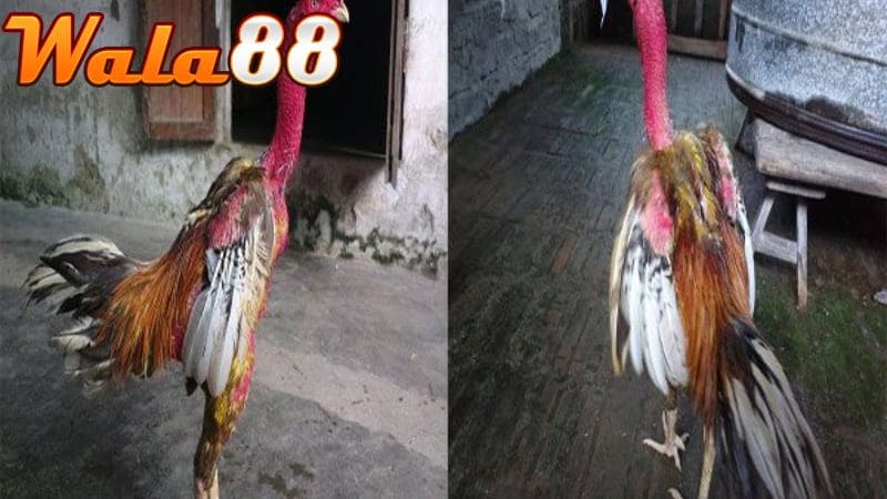 Những trận thư hùng đỉnh cao và 19 chuỗi bất bại của gà Xám Thần