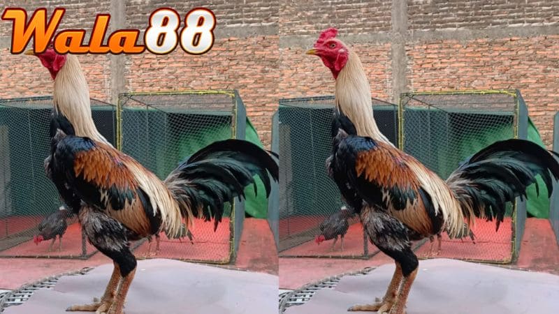 Những ưu điểm khi sử dụng giống gà đá cựa sắt trong thi đấu