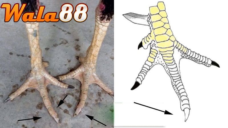 Phân loại các loại vảy xuyên đao hiện có ở chiến kê