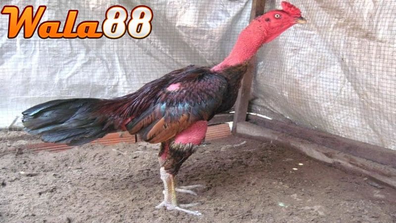 Tập lực cho gà chọi là quá trình rèn luyện thể chất cho gà