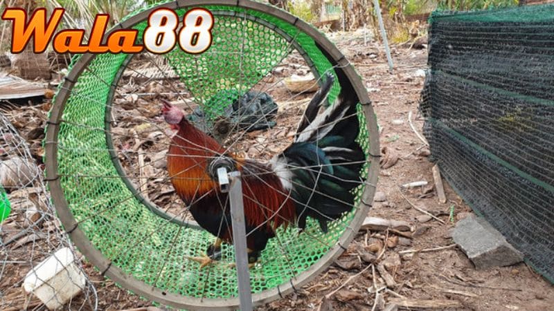 Chế độ tập luyện đều đặn sẽ giúp gà đá có bo lớn