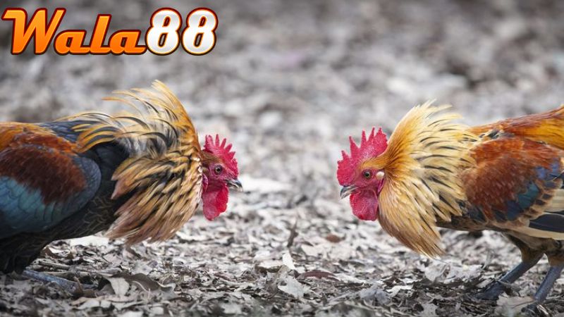 Thần kê là những con gà dị tướng có khả năng chiến đấu cao
