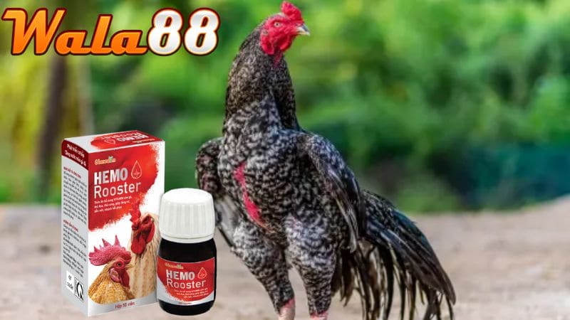 Thuốc nhỏ gà đá là một dung dịch chuyên dùng để nhỏ cho gà