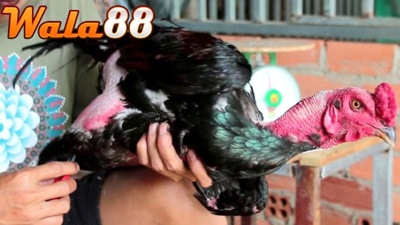 Tỉa gọn vùng lông dễ tích tụ bụi bẩn nhất của chiến kê