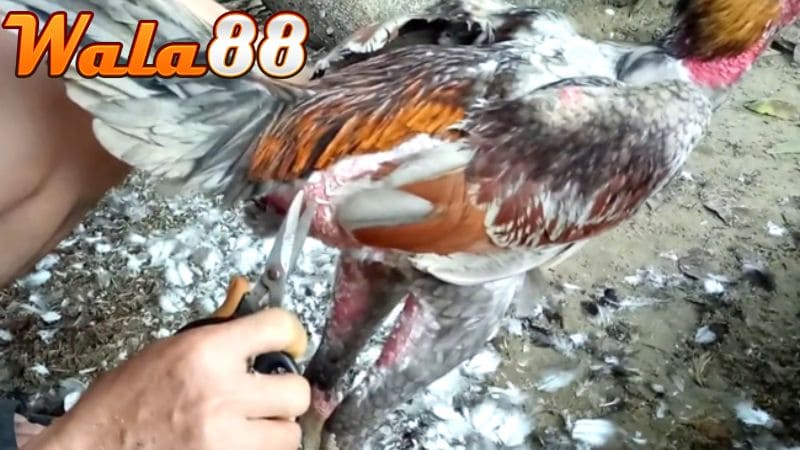 Tỉa lông gà chọi có nhiều ưu điểm và nhược điểm riêng biệt