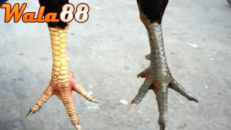 Vảy gà quý hiếm là những loại vảy có hình dáng cực đặc biệt