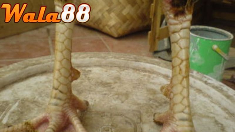 Vảy gà quý hiếm thường xuất hiện ở hàng nội và hàng ngoại cảu chân gà