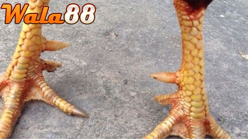 Vảy xuyên đao là tên gọi chỉ vảy mọc xuyên qua các hàng vảy khác