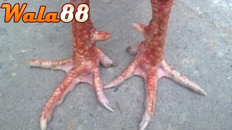 Vảy xuyên đao nằm chéo chính giữa chân hướng về phía cựa