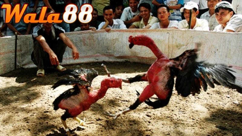 Việc tập lực cho gà chọi sẽ giúp gà phát triển toàn diện