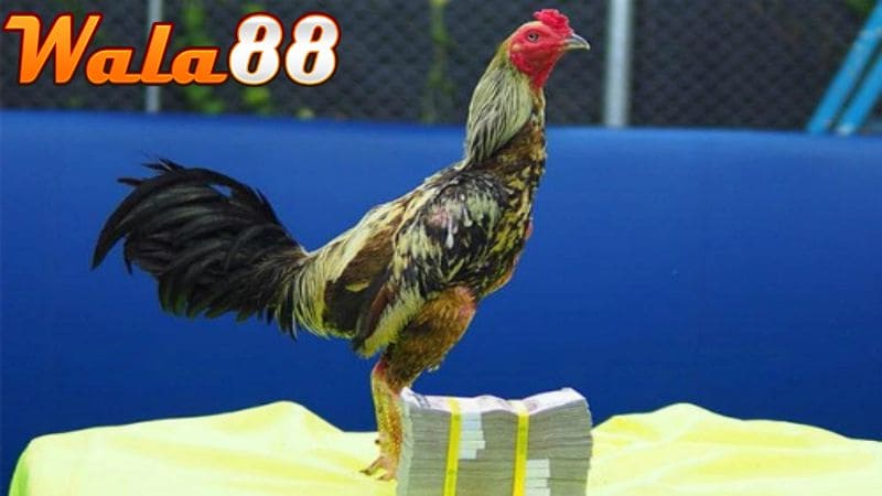 Xám Thần là một chiến kê khét tiếng ở giai đoạn từ 2006 đến 2010