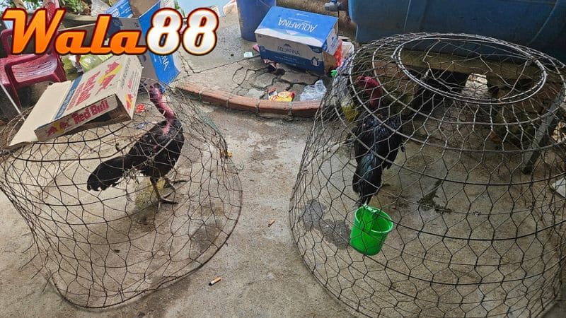 Xoay trở trong phạm vi hẹp sẽ giúp gà thích nghi với các tình huống