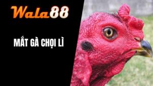 Gà Chọi Mắt Lì