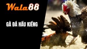 Gà Đá Hầu Kiềng