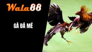 Gà Đá Mé