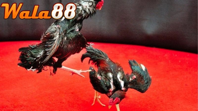 Các ưu điểm và nhược điểm về gà đá hầu kiềng