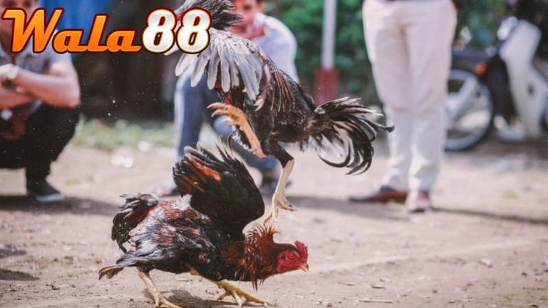 Cần tập luyện cho gà đá mé với bao cát