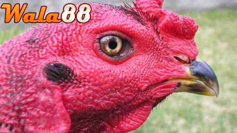 Gà chọi có mắt vàng thau