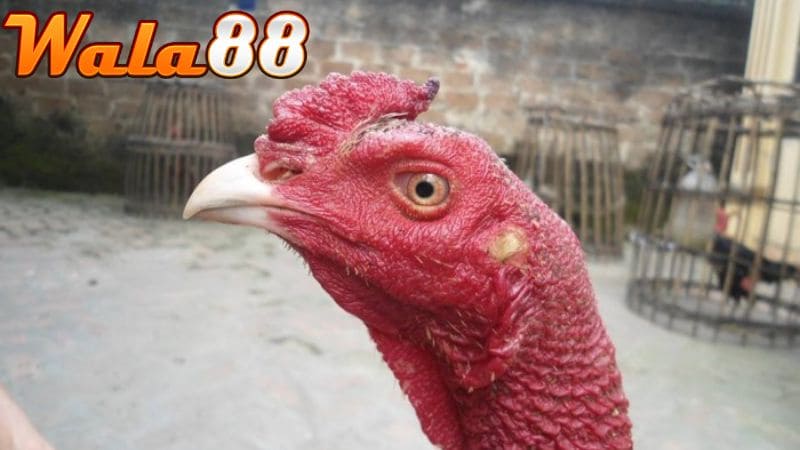 Gà chọi mắt lửa là hình dạng ánh mắt đỏ rực như lửa