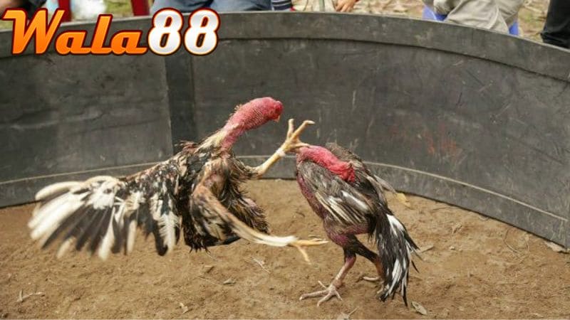 Gà đá hầu kiềng là gà có lối đá vào phần hầu đối thủ