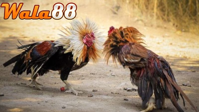 Gà đá mé có nhiều ưu điểm và cả nhược điểm riêng