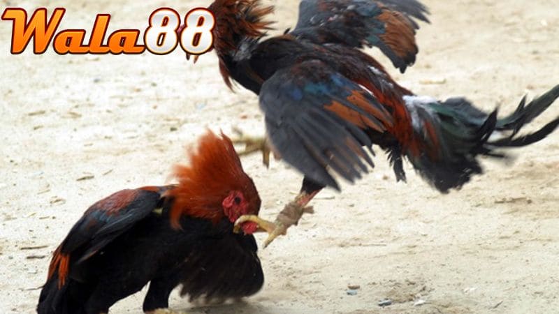 Gà đá mé thường tấn công vào những điểm yếu bên trái hoặc bên phải của đổi thủ