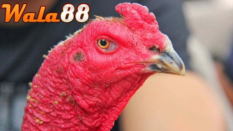 Hình dạng đôi mắt gà trắng dã