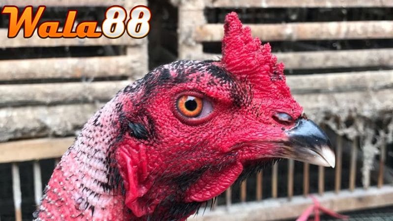 Khi chọn gà chọi mắt lì bạn nên chọn gà có mắt nhìn sắc bén, lạnh lùng