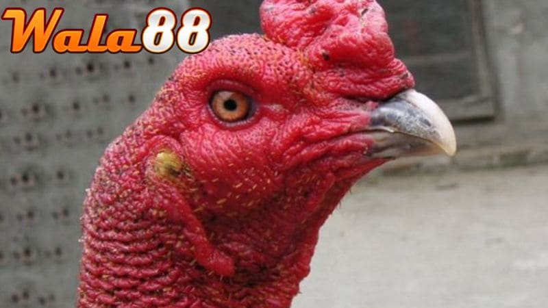 Mắt gà chọi lì đòn là những chiến kê sở hữu ánh nhìn sắc bén, gan lì không sợ đối thủ mạnh