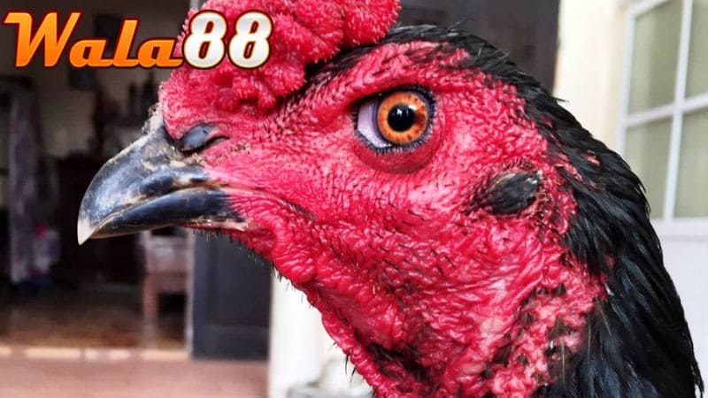 Nên chọn gà chọi mắt lì có hình dạng tròn đều và mắt không lồi ra