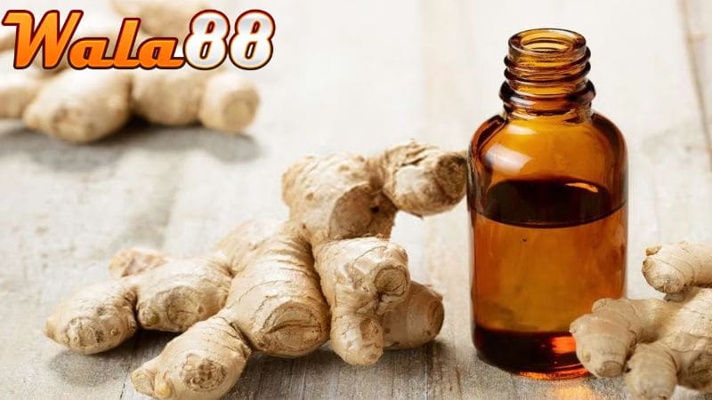 Rượu bóp gà chọi có thể tránh được các bệnh ngoài da cho chiến kê