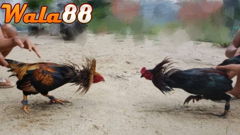 Tập chơi gà đá mé chạy chuồng xoay giúp chiến kê linh hoạt hơn khi thi đấu