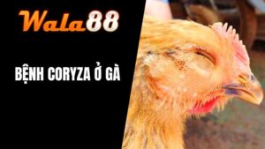 Bệnh Coryza Ở Gà
