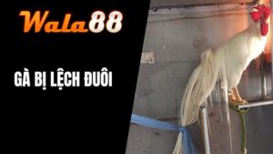 Gà Bị Đuôi Lệch