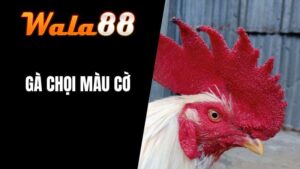 Gà Chọi Màu Cờ