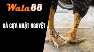 Gà Cựa Nhật Nguyệt