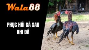 Phục Hồi Sau Khi Đá