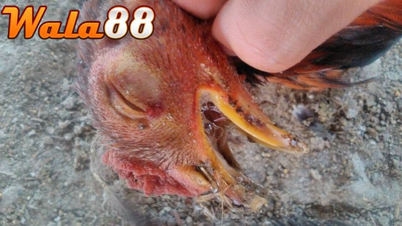 Bệnh coryza ở gà có nhiều nguyên nhân gây ra mà sư kê cần biết