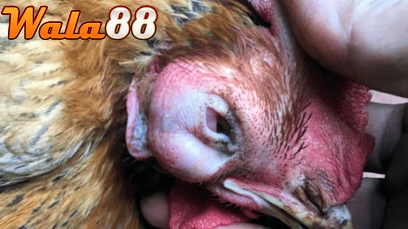 Bệnh coryza ở gà là bệnh viêm xoang truyền nhiễm, sổ mũi truyền nhiễm hoặc là bệnh phù đầu