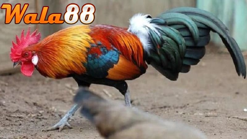 Các dấu hiện để nhận biết gà bị lệch đuôi