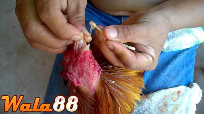 Chế độ dinh dưỡng cần thiết cho gà sau khi thi đấu