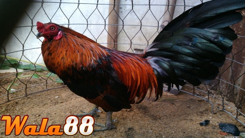 Cho gà nghỉ ngơi và theo dõi tình trạng sức khỏe của gà thường xuyên